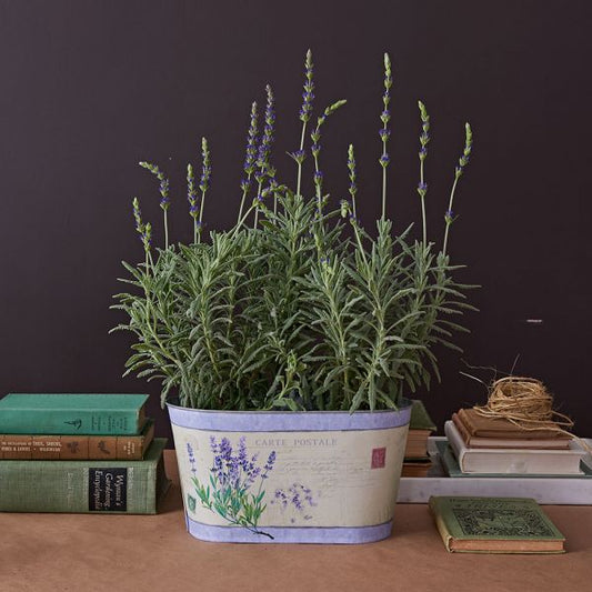  Lavender 'Goodwin Creek Grey' In Decorative Metal Cachepot