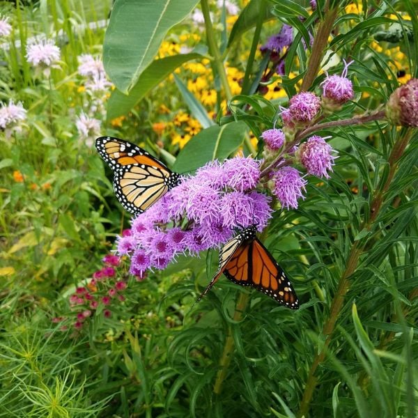  Liatris Ligulistylis