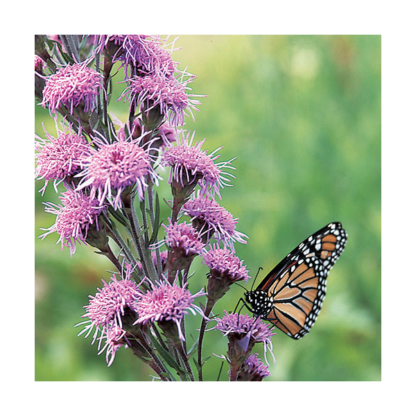  Liatris Ligulistylis