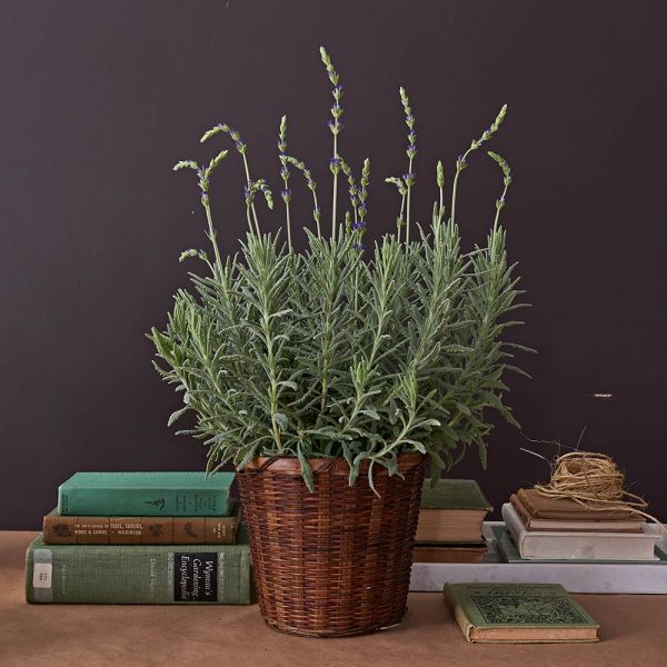  Lavender 'Goodwin Creek Grey' In 7" Woven Basket