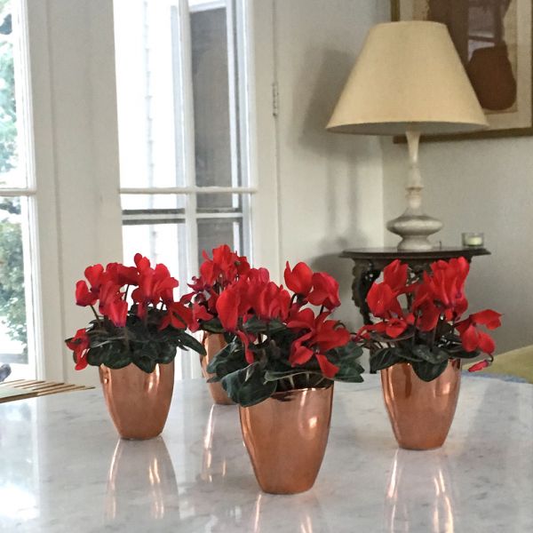  Mini Red Cyclamen Quartet In Ceramic Cachepots