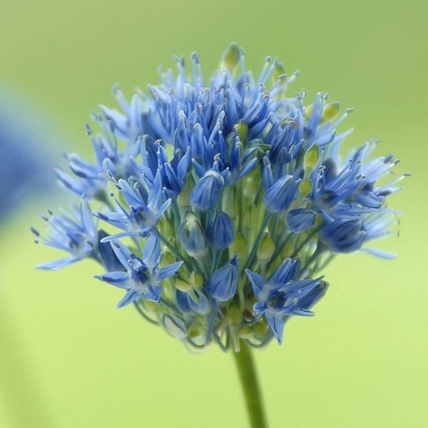 Allium Caeruleum