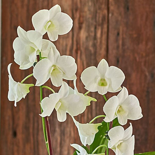  White Dendrobium Orchid Garden In 5" Ceramic Cachepot