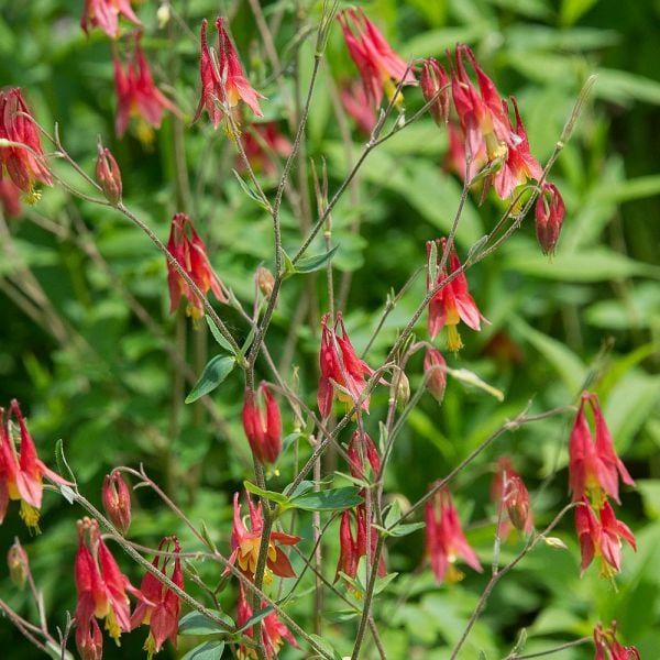  Aquilegia Canadensis
