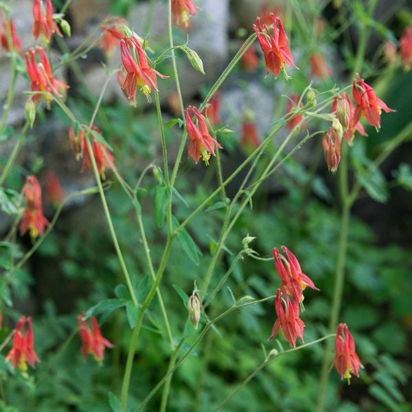  Aquilegia Canadensis