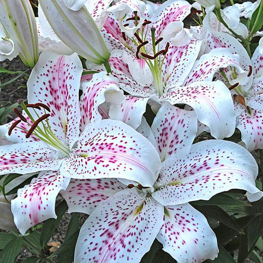  Lilium 'Extravaganza'