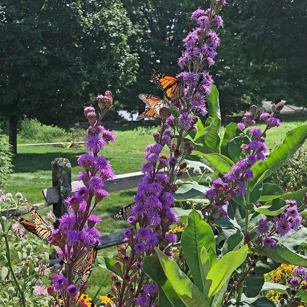  Liatris Ligulistylis