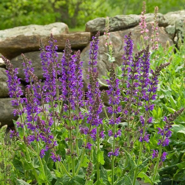  Salvia X Sylvestris 'May Night'