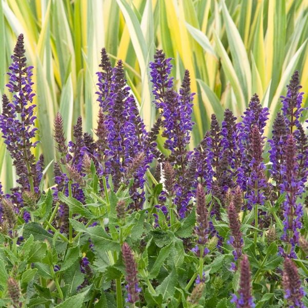  Salvia X Sylvestris 'May Night'