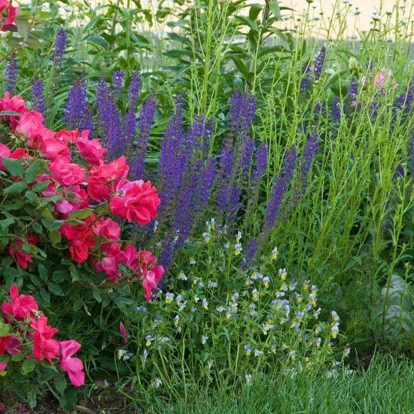  Salvia X Sylvestris 'May Night'