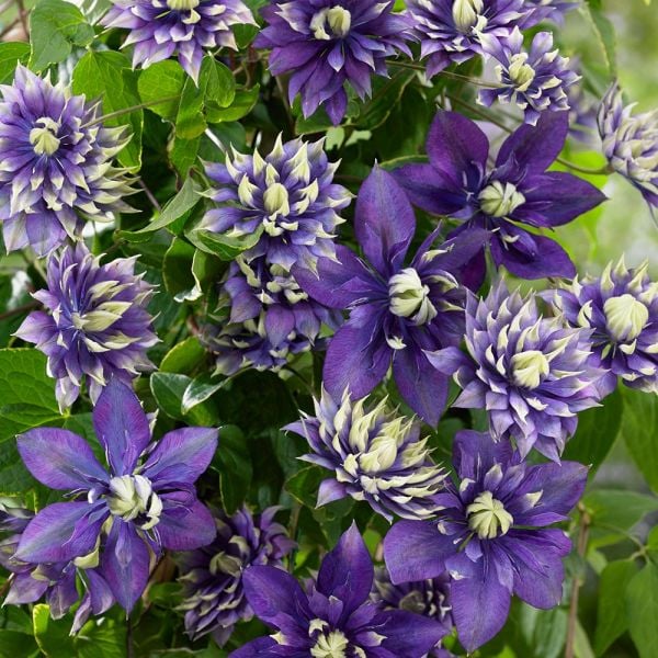  Clematis 'Taiga'