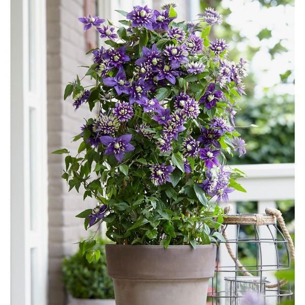  Clematis 'Taiga'