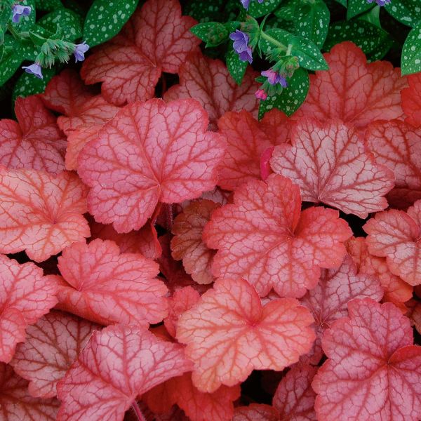  Four Of A Kind Heuchera