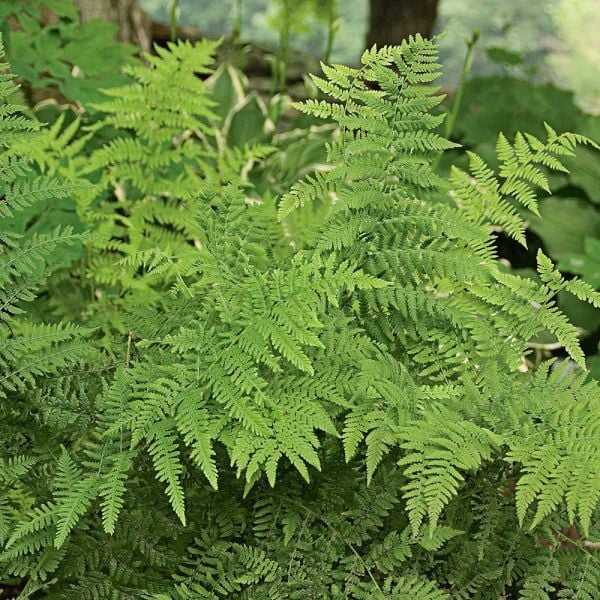  Athyrium Filix-femina - Lady Fern