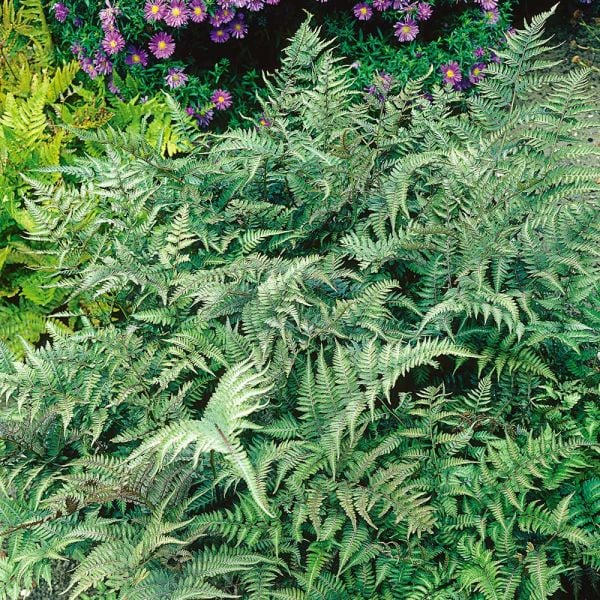  Athyrium Niponicum Var. Pictum - Japanese Painted Fern