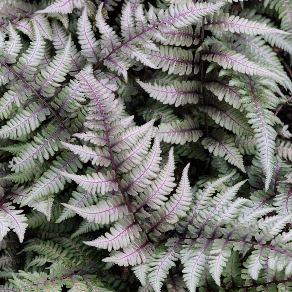  Athyrium Niponicum Var. Pictum - Japanese Painted Fern