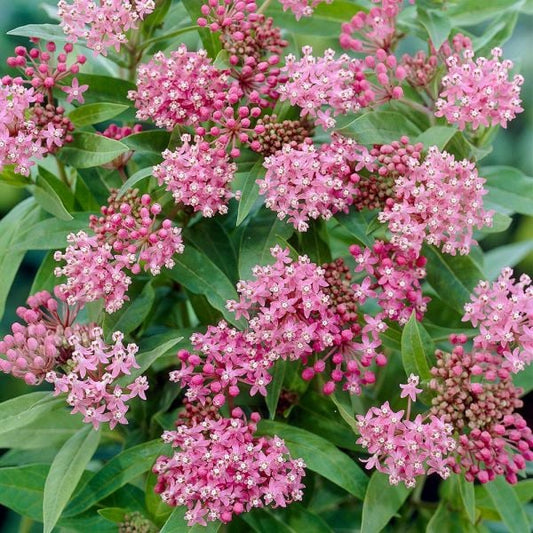  Asclepias Incarnata 'Cinderella'
