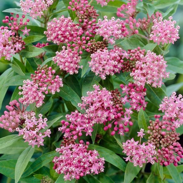  Pollinator Bulb & Perennial Garden