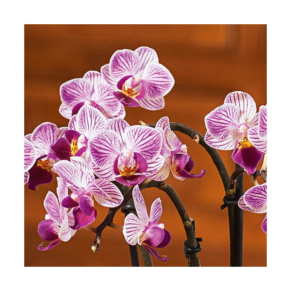  Purple-and-white Mini Moth Orchids In Ceramic Cachepot