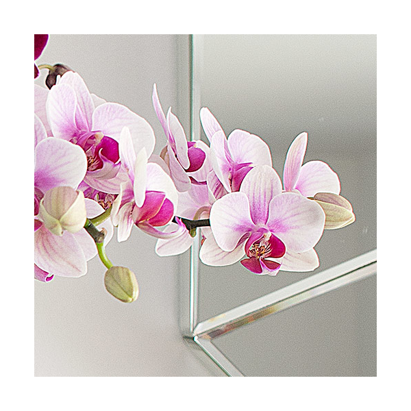  Blush White Compact Moth Orchids In 5" Ceramic Cachepot