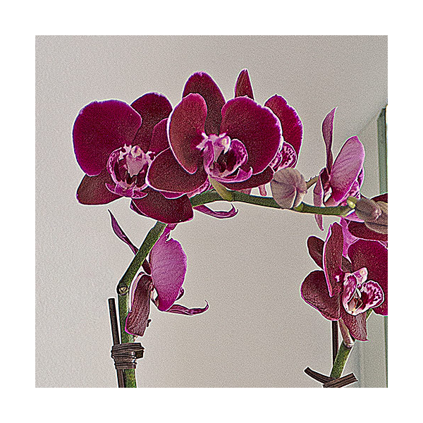  Burgundy Compact Moth Orchids In 5" Ceramic Cachepot