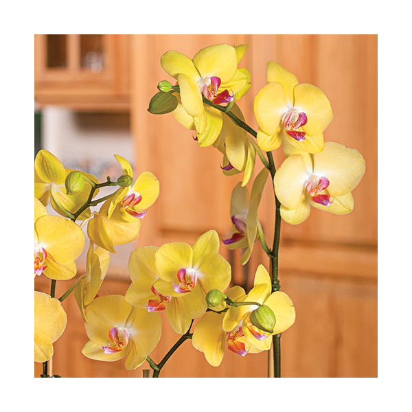  Yellow Moth Orchid In 5" White Ceramic Cachepot