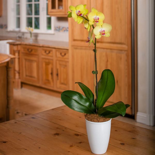  Yellow Moth Orchid In 5" White Ceramic Cachepot