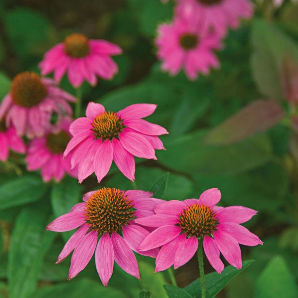  Pollinator Garden For Sun
