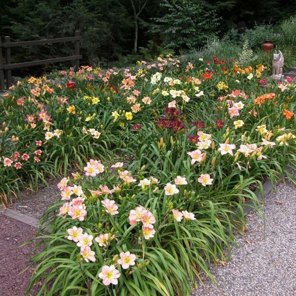  Crescendo Daylily (Hemerocallis) Collection
