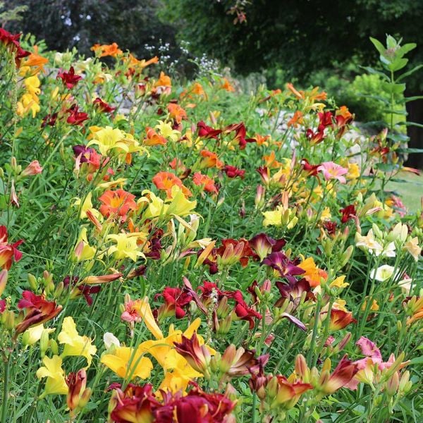  Crescendo Daylily (Hemerocallis) Collection