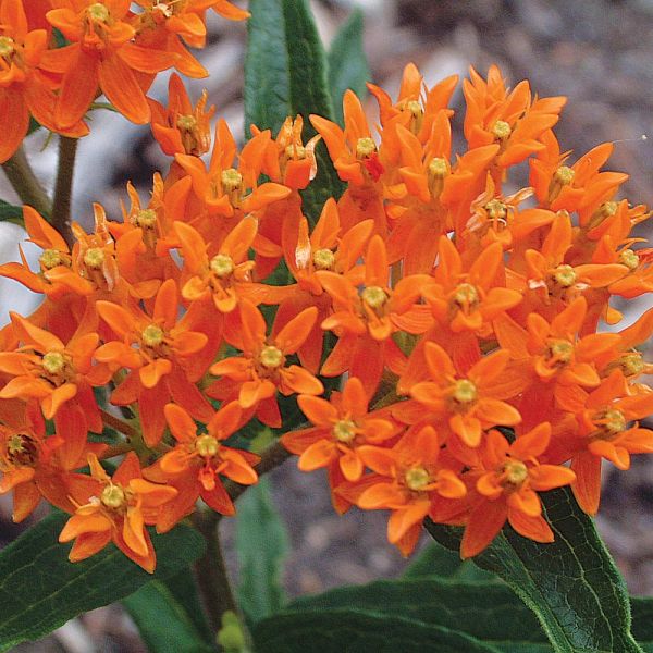  Asclepias Tuberosa