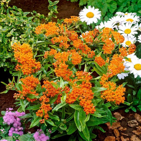  Asclepias Tuberosa