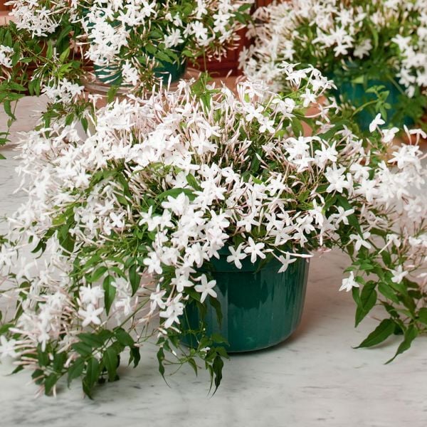  Jasmine In A Hanging Pot