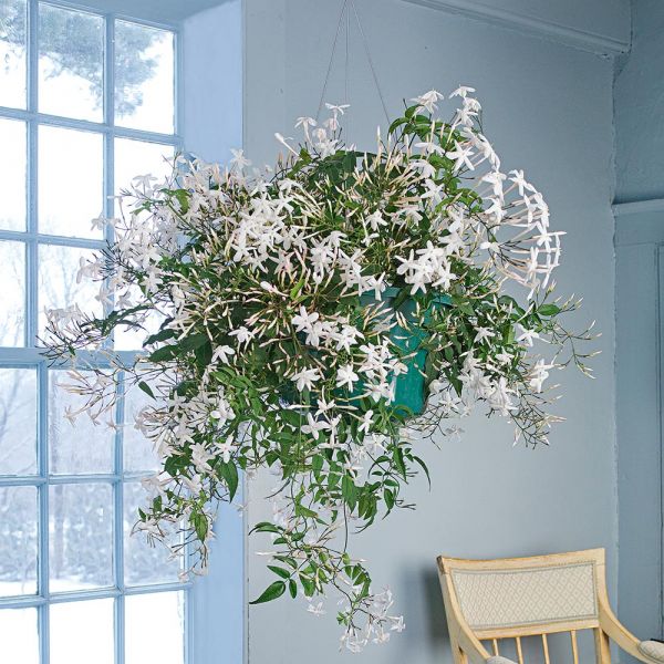  Jasmine In A Hanging Pot