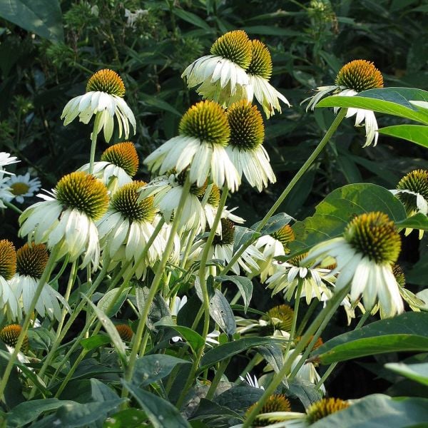  Echinacea Purpurea 'White Swan'