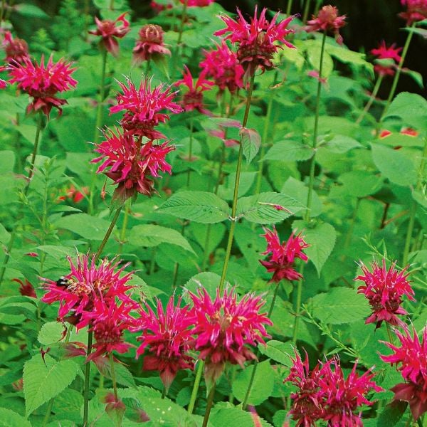  Monarda 'Raspberry Wine'