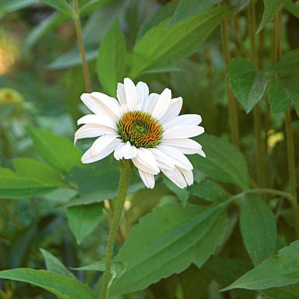  Echinacea Purpurea 'White Swan'