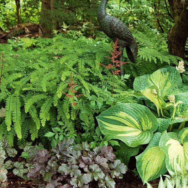  Adiantum Pedatum - Maidenhair Fern