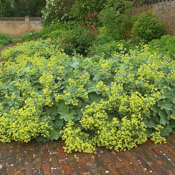  Alchemilla Mollis