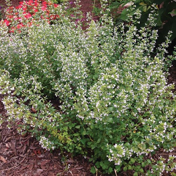  Pollinator Bulb & Perennial Garden