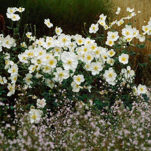  Anemone X Hybrida 'Honorine Jobert'