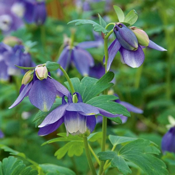  Aquilegia 'Blue Butterflies'