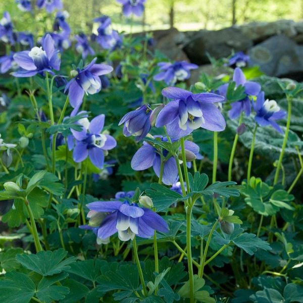  Aquilegia 'Blue Butterflies'
