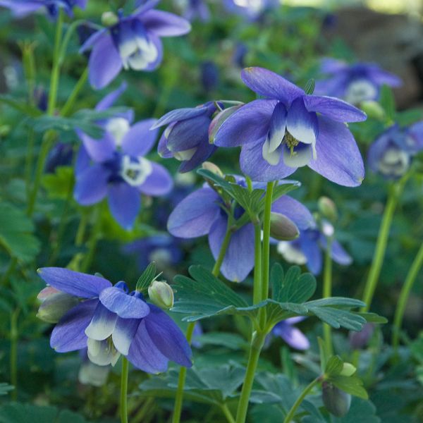  Aquilegia 'Blue Butterflies'