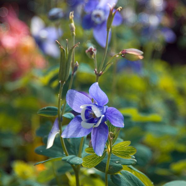  Aquilegia 'Blue Butterflies'