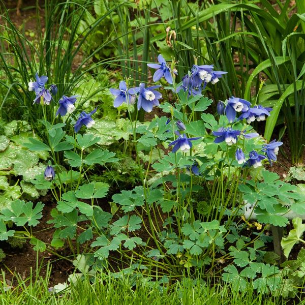  Aquilegia 'Blue Butterflies'
