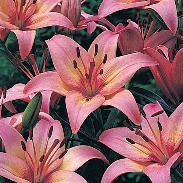  Extended-Season Lily Mix