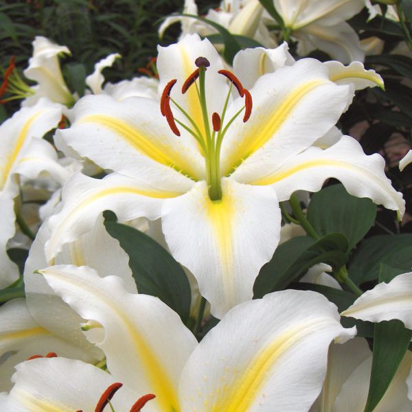  Extended-Season Lily Mix
