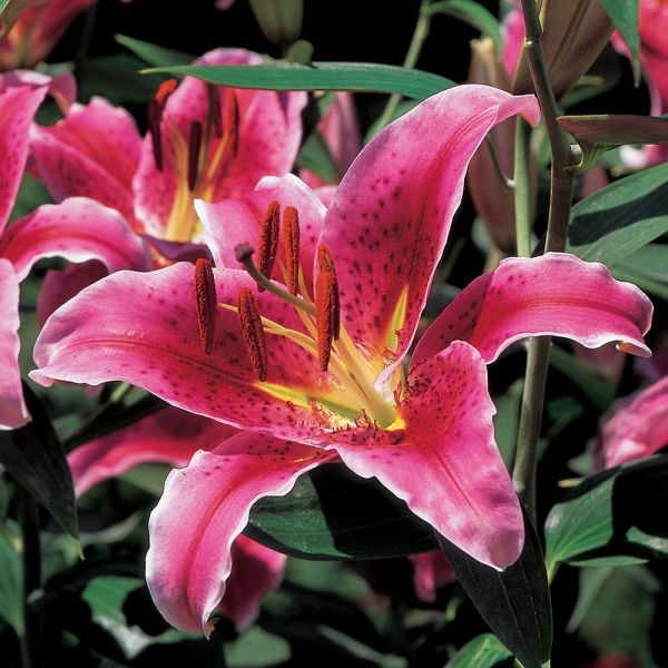  Extended-Season Lily Mix