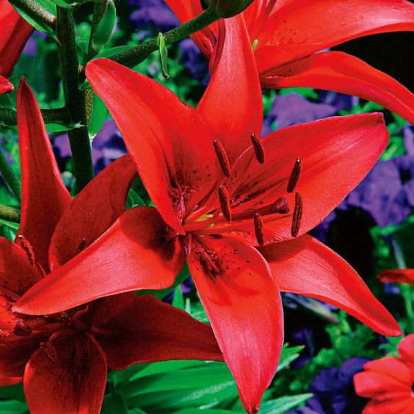  Extended-Season Lily Mix